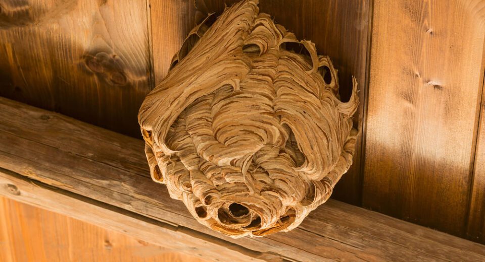 KINDS OF WASPS YOU MAY HAVE AT YOUR RICHMOND HILL HOME