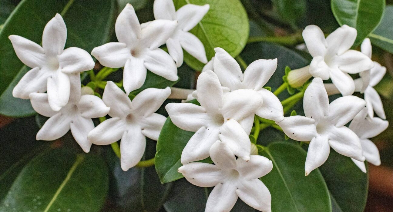 Stephanotis FLOWERS Plant