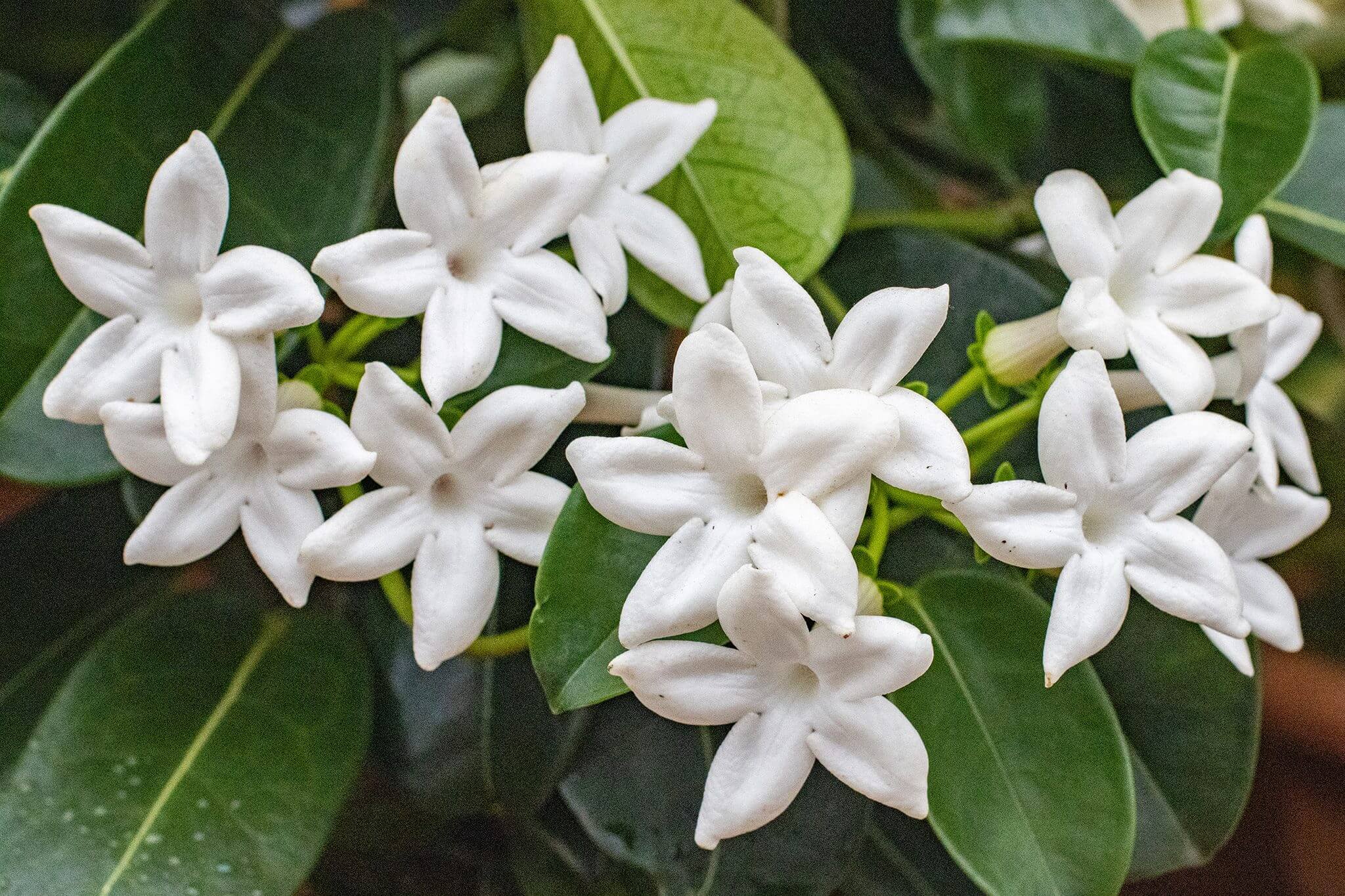 Stephanotis FLOWERS Plant